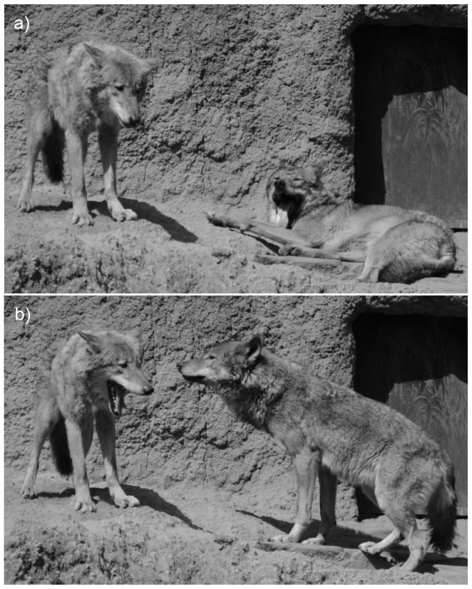 狼的传染性哈欠