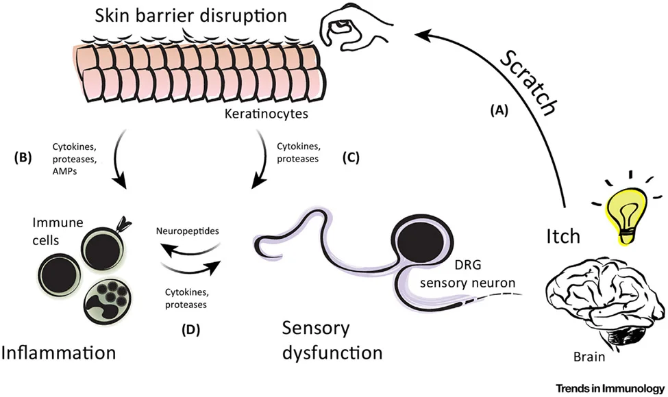 痒觉神经通路示意图