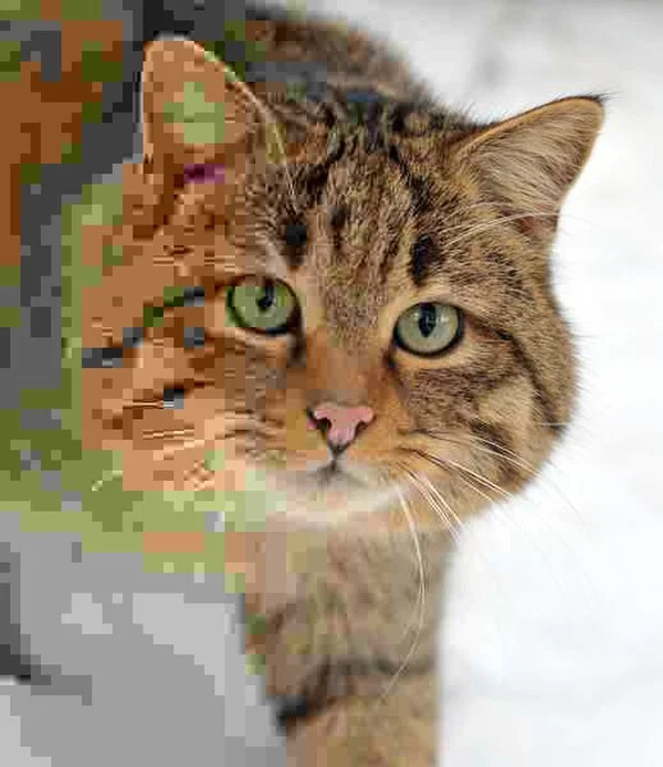 JPEG compression quality comparison showing a wildcat photo with gradually decreasing quality from left to right