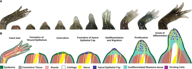 Axolotl limb blastema development showing the time course of regeneration from intact limb through 31 days post-amputation